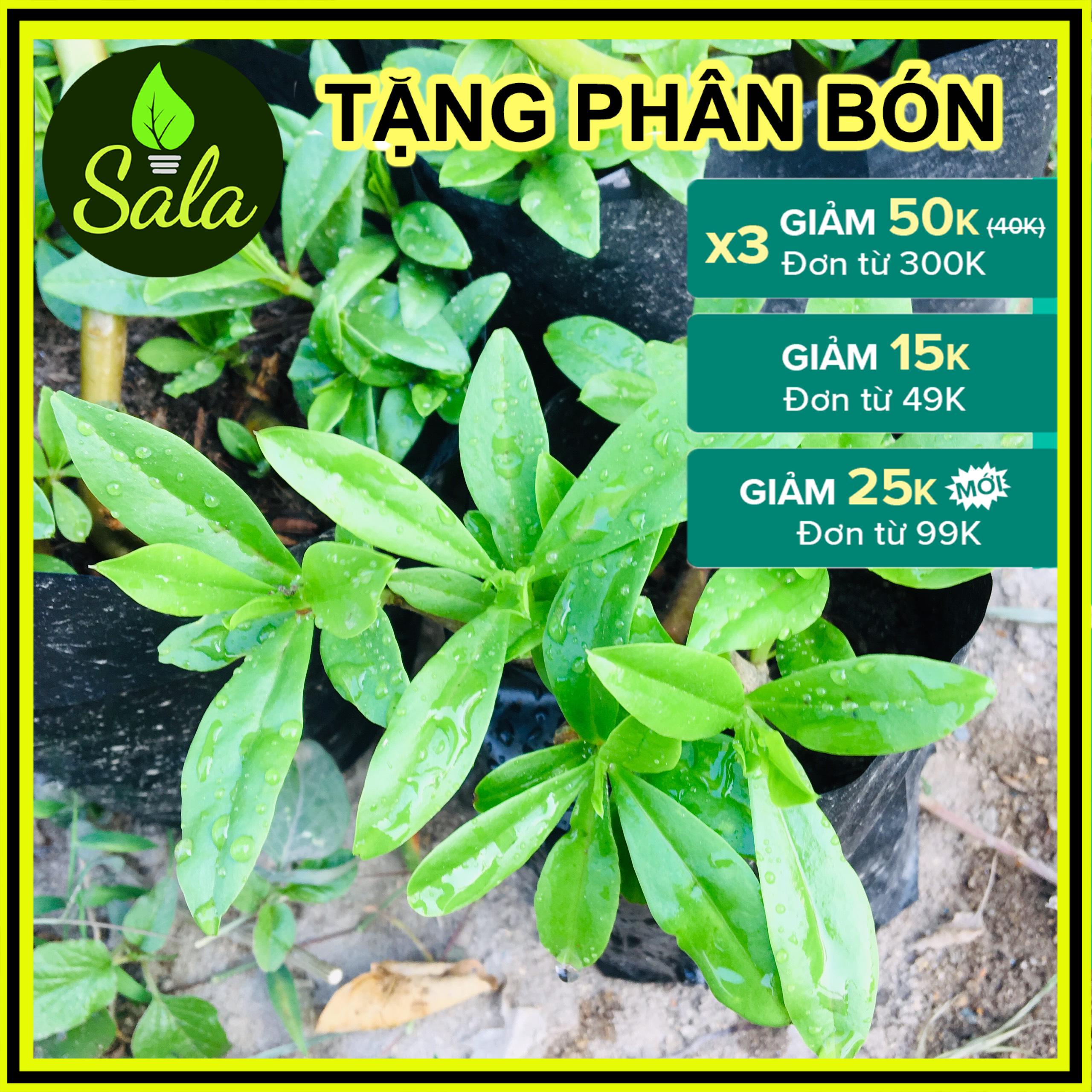 CÂY SÂM ĐẤT (THỔ SÂM, ĐỊA SÂM)