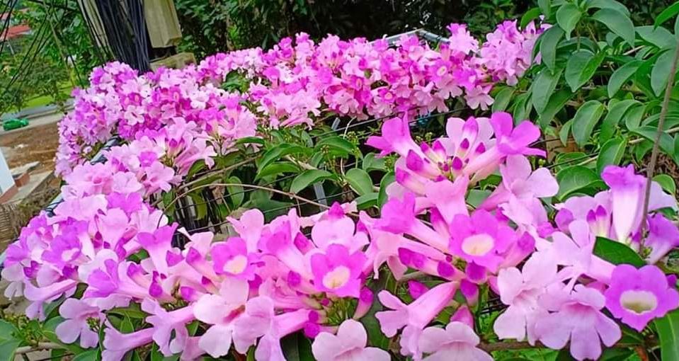 Cây giống hoa Lan tỏi