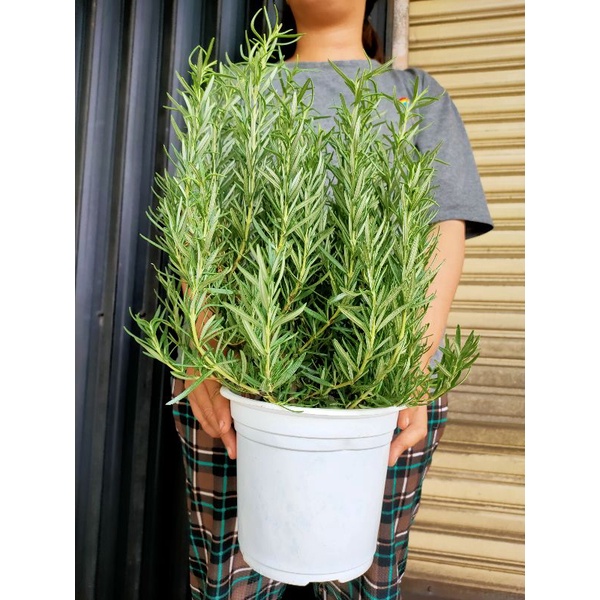 CÂY GIA VỊ HƯƠNG THẢO (ROSEMARY) BỤI LỚN