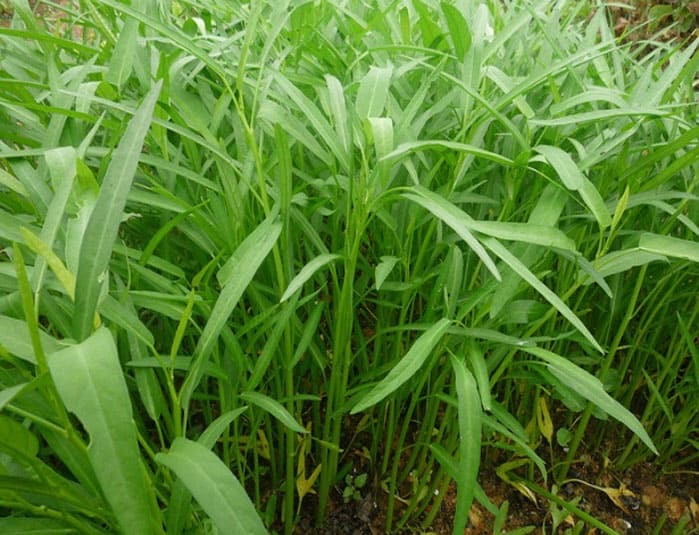 Hạt giống rau muống lá tre 50gr