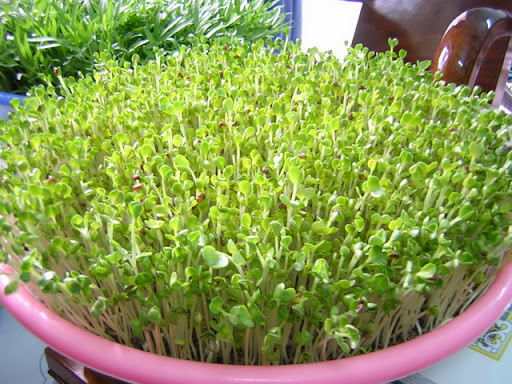 Hạt Giống Mầm Củ Cải Trắng - Gói 20gr