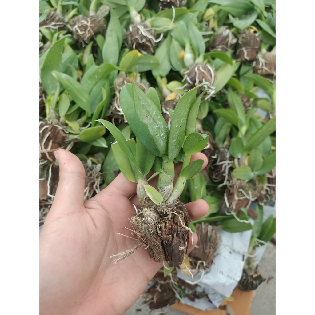 Cây giống hoa lan dendro cao 10-20cm