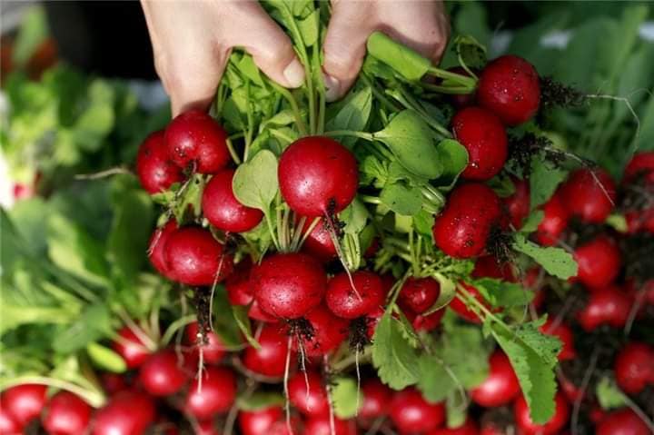 1Gr Hạt Giống Củ Cải Đỏ Cherry - TaNe Garden