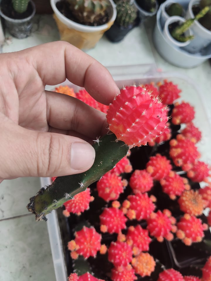 Xương rồng tháp đỏ  hồng ngọc (sp cây tháp)