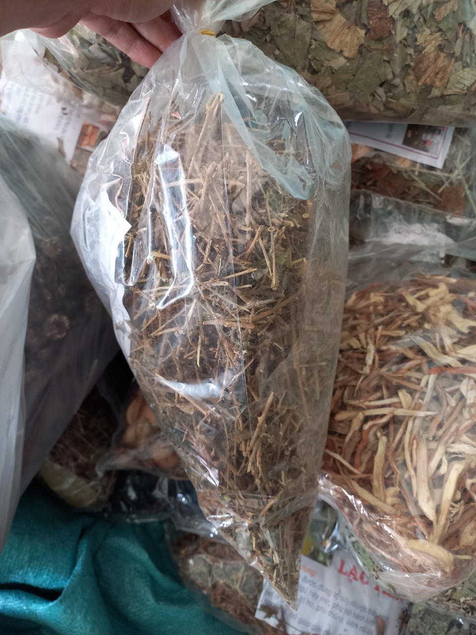 Cao cà gai leo quảng trị