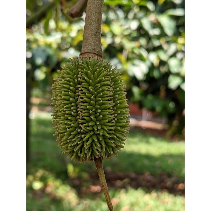 cây giống sầu riêng ruột đỏ siêu sớm (malaysia) (chuyên cây giống )