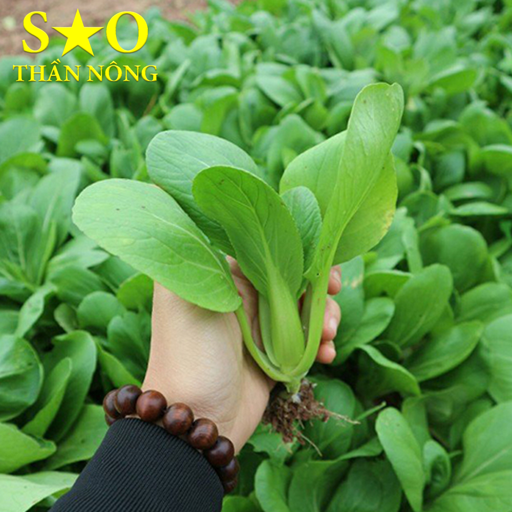 Hạt giống cải chíp 5g cao sản
