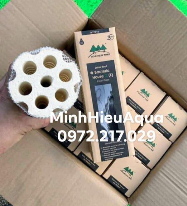 [HCM]Sứ củ sen soắn ốc thế hệ 3 (Bacteria House) Mountain tree Root 3