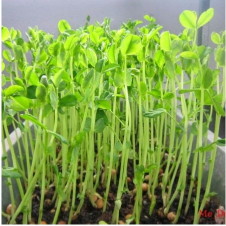 Hạt Giống Rau mầm đậu Hà Lan - Gói 20gram