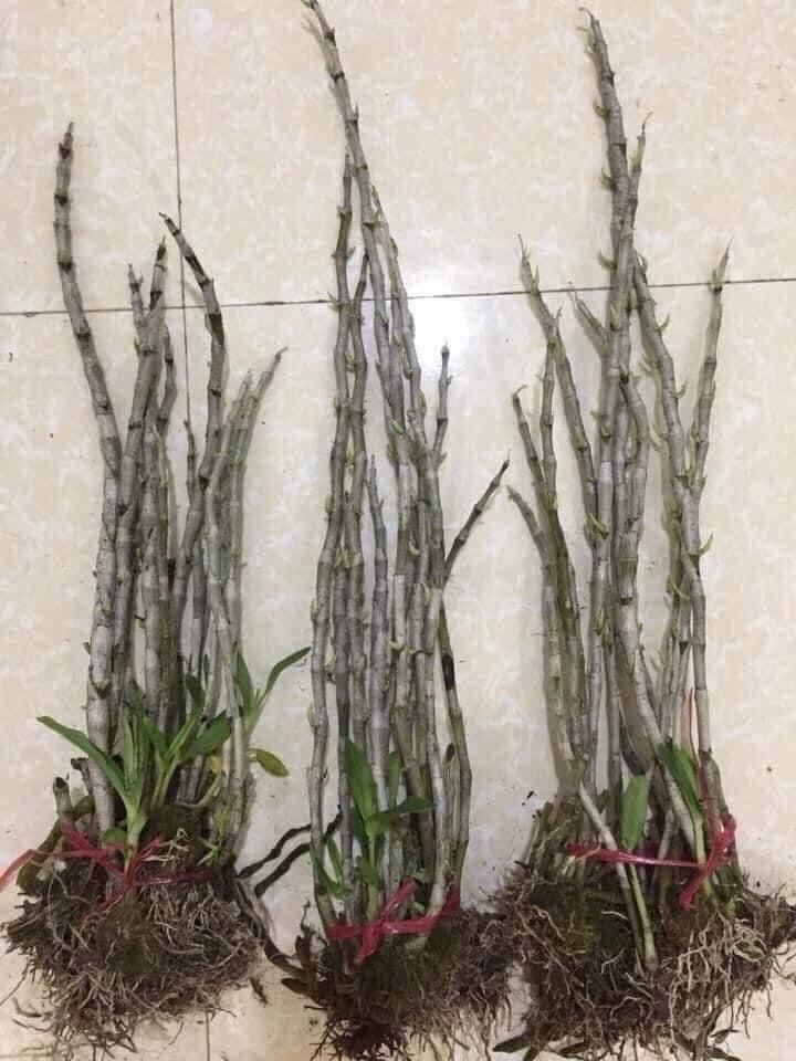 Hoa Lan phi điệp (1 bó 10 thân đủ màu)