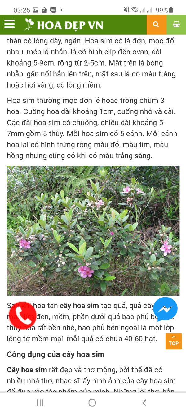 Sim ăn quả cây nhỡ