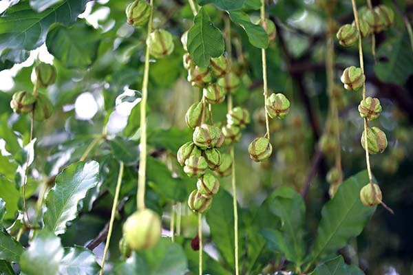 Hạt giống cây lộc vừng hoa đỏ KS - Gói 5 hạt