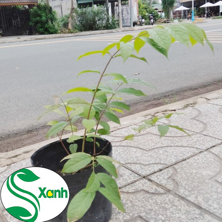 Cây Hoa Trang Leo, Hoa Sử Quân Tử