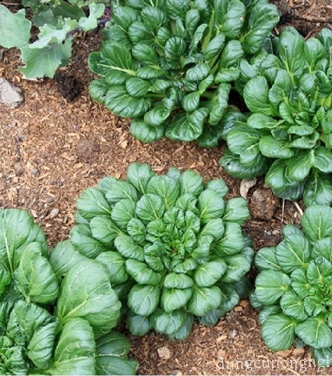 Hạt giống rau cải hoa hồng - gói 1gram