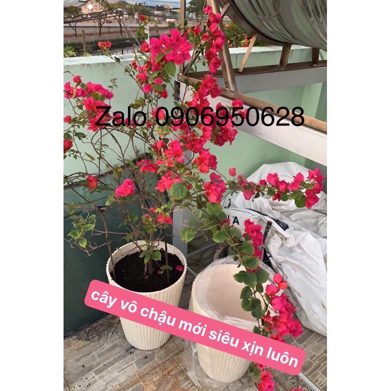 Chậu nhựa cao sọc gân có 2 size (có dĩa lót)