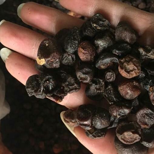 1kg hạt mắc mật khô