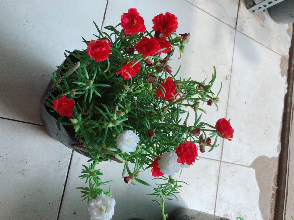 Hoa mười giờ mỹ