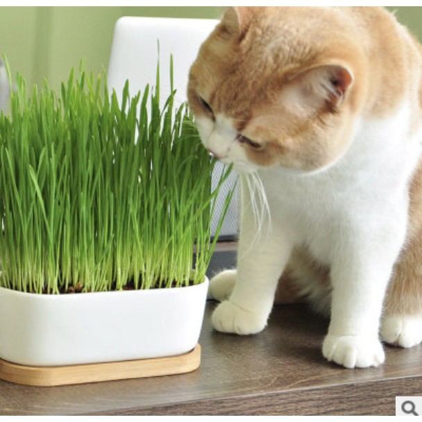 MA400 GÓI 100 Hạt Giống Cỏ Lúa Mì Đỏ Wheatgrass Cỏ Mèo