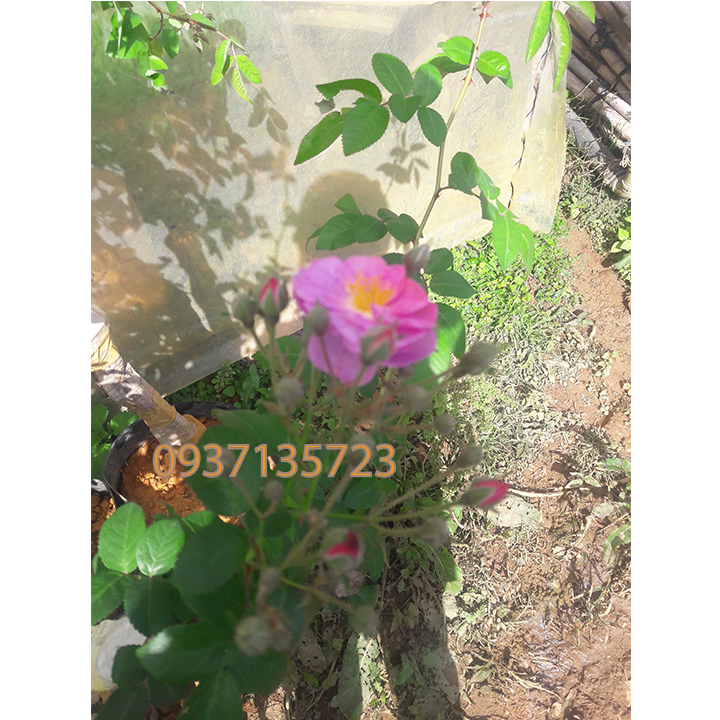 COMBO 5 CÂY HOA HỒNG TẦM XUÂN CON