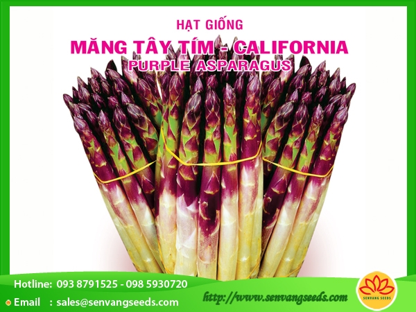 măng tây tím bịch 1gr