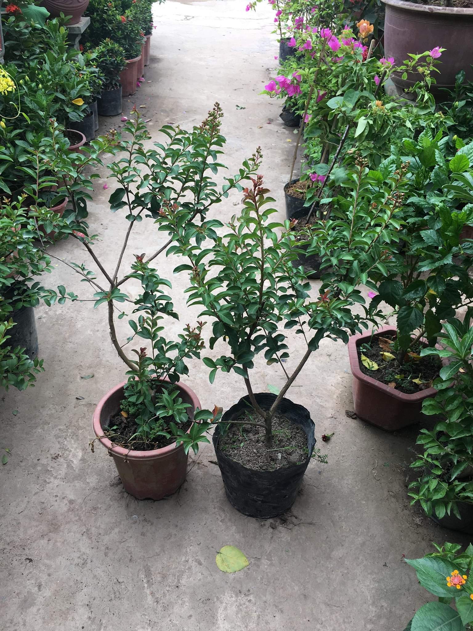 CÂY GIỐNG HOA TƯỜNG VI - GỬI ĐI NGUYÊN BẦU