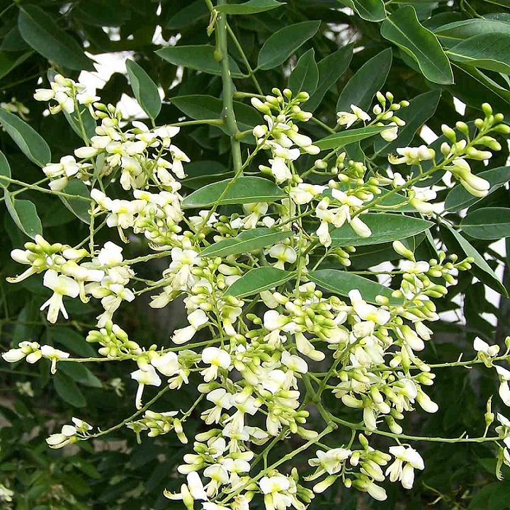 CÂY HOA HÒE GIỐNG