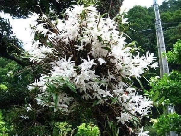 Hoa Lan thạch hộc tía(1 bó) qq