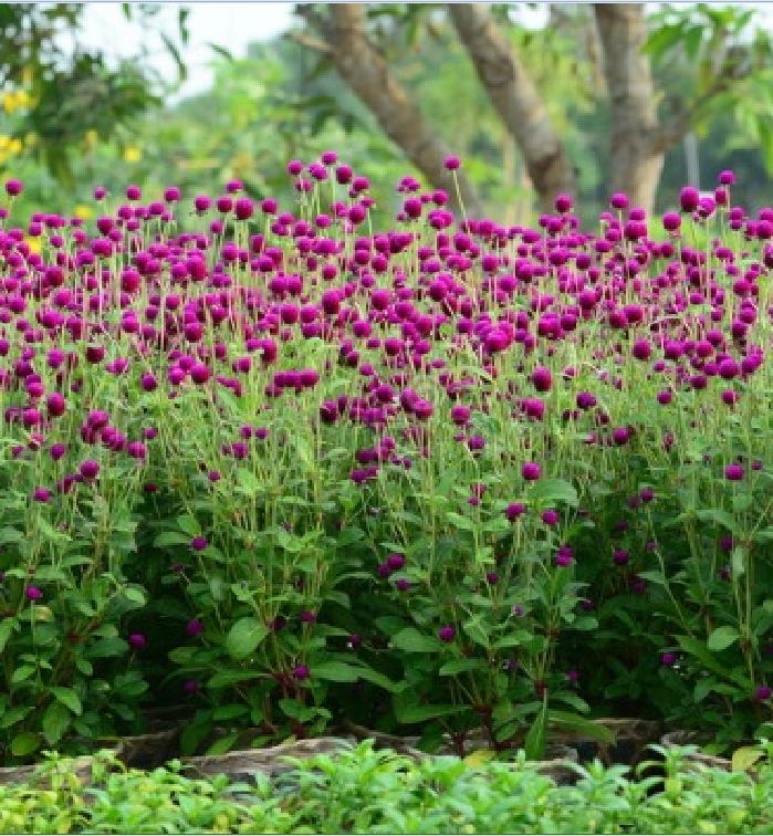 Hạt giống Hoa cúc bách nhật Mix – Gói 100 hạt