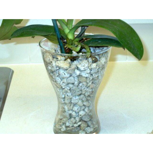 Đá Pumice (đá bọt núi lửa) trồng lan thoát nước giữ ẩm tốt