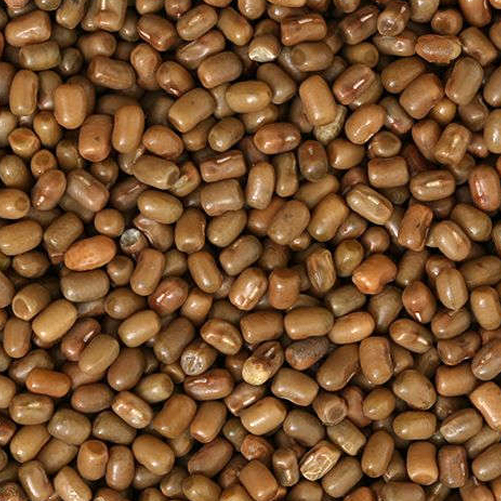 Moth Beans - Mataki- Matki - Đậu Bướm (500g - 1kg)