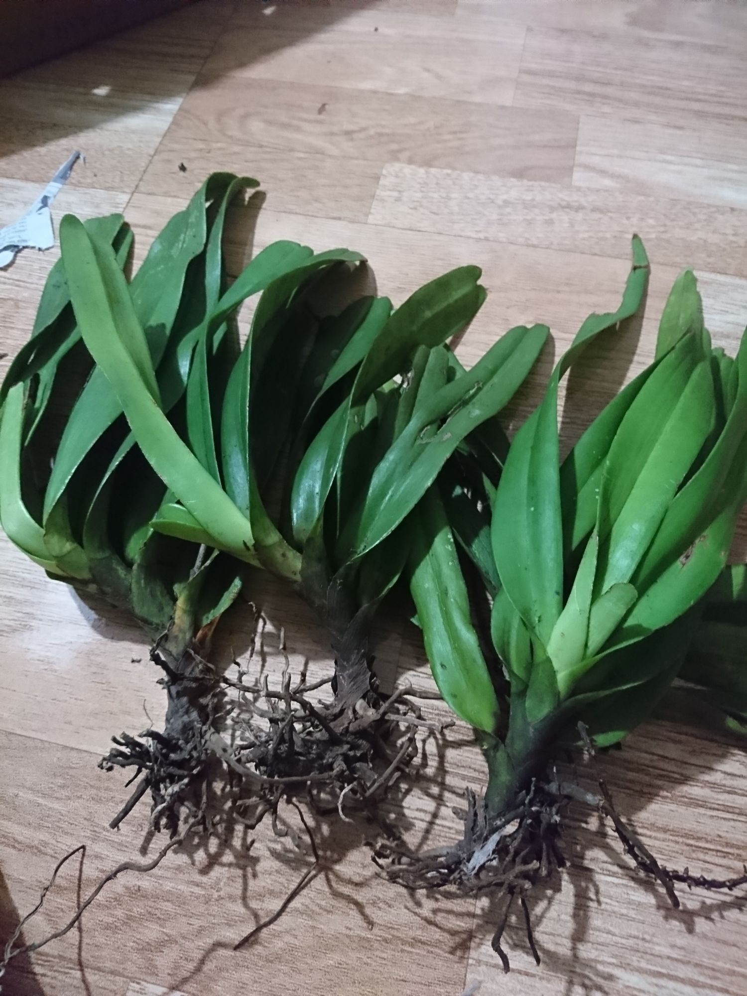 Lan đuôi cáo Cao bằng Cây đại to