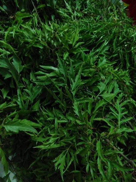 Lá đinh lăng tươi - gói 1kg