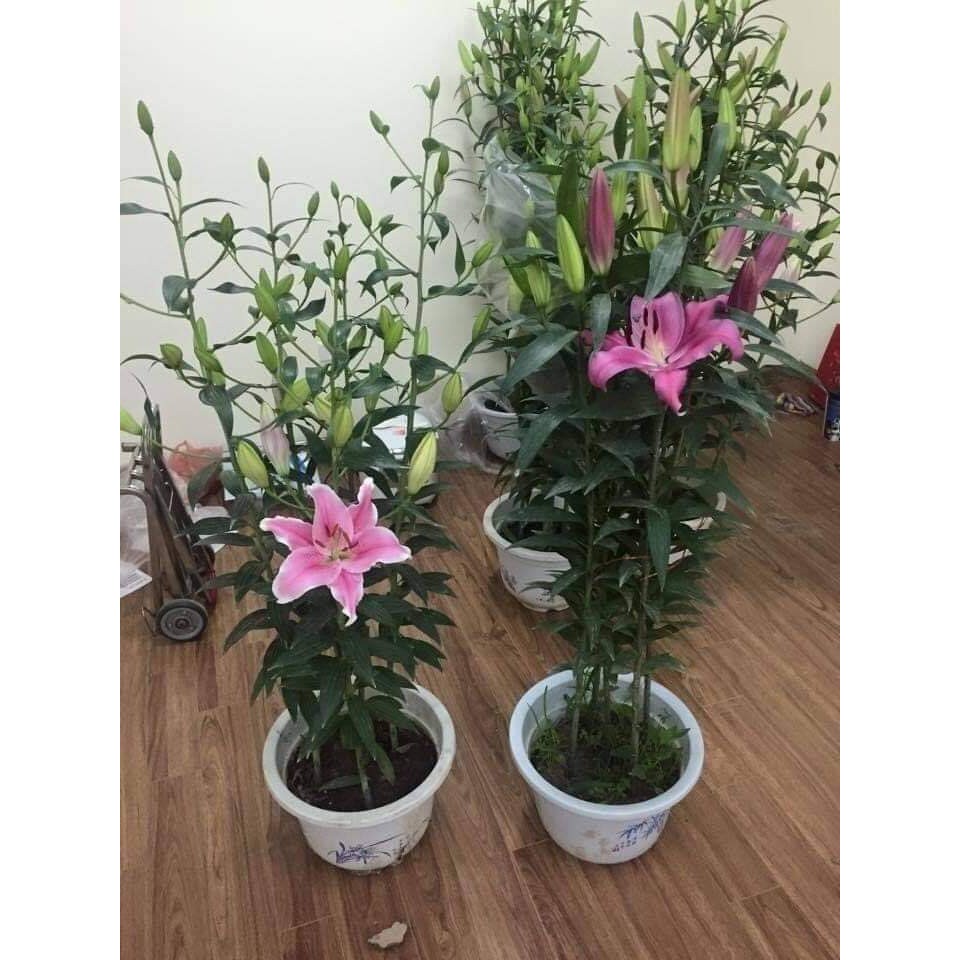 Combo 10 Củ Ly Thân cao Hoa Kép Đủ Màu (Củ Ly Giống)
