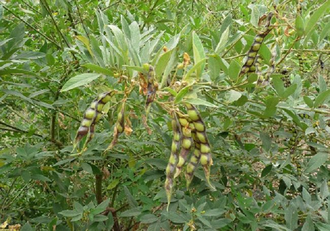 "Gói 20Gram Hạt " Hạt giống đậu săng - đậu chiều