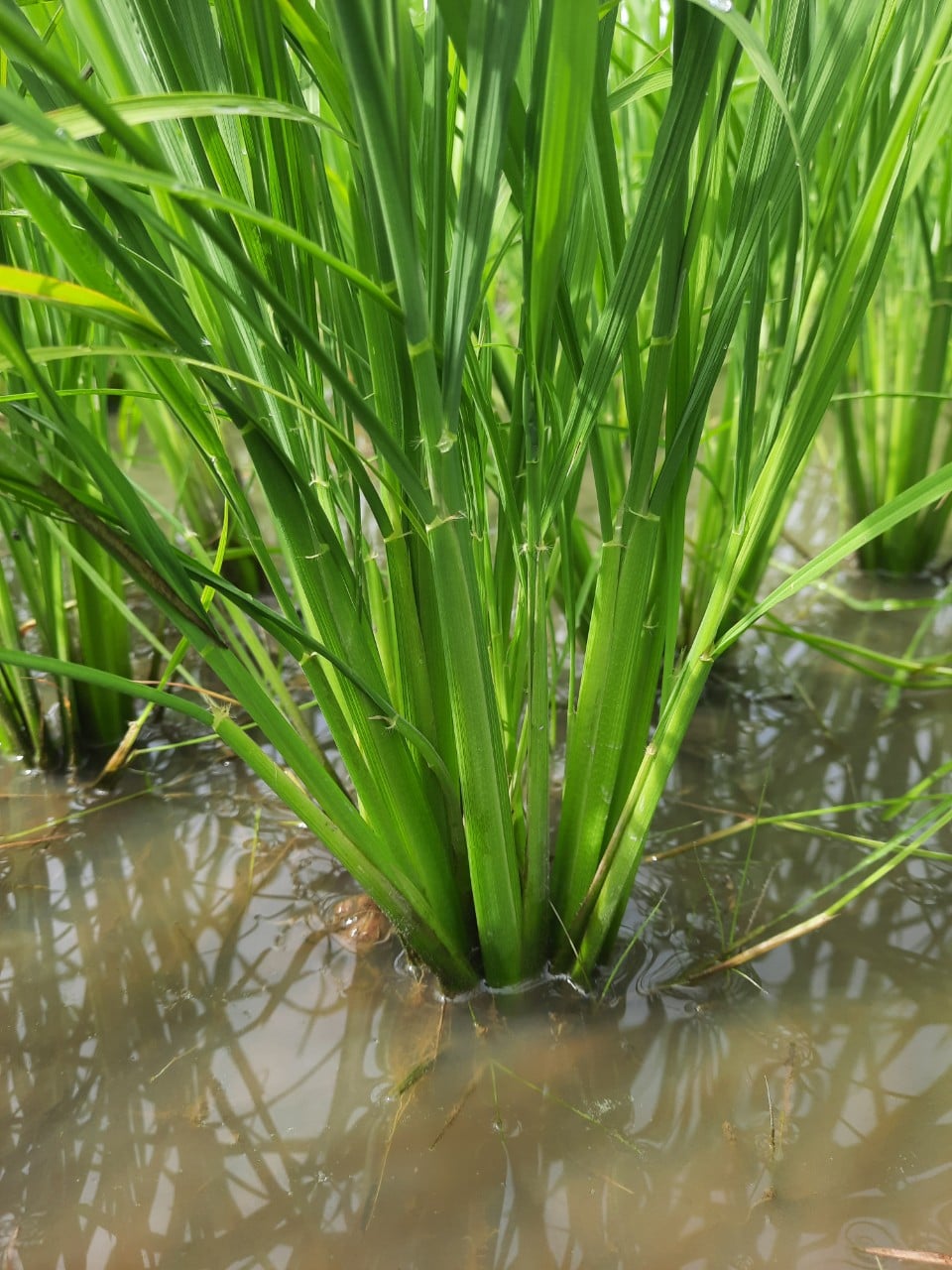 RA RỄ NỞ BỤI - PHÂN BÓN TĂNG TRƯỞNG LÚA - 1L