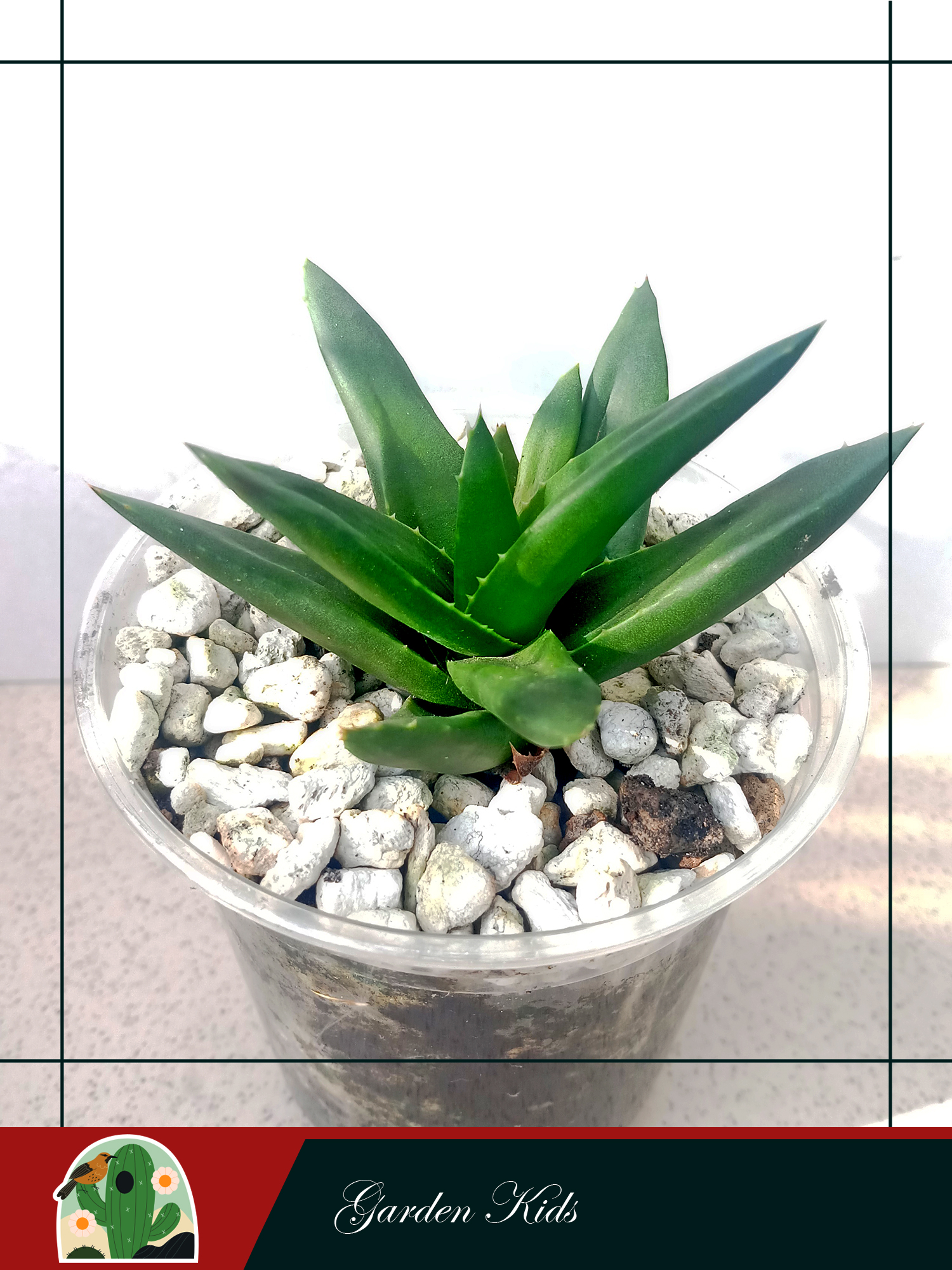 Cây nha đam (Haworthia Pentagona)