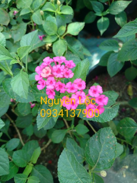 Cây hoa ngũ sắc các màu (cây trâm ổi) - 20-40cm