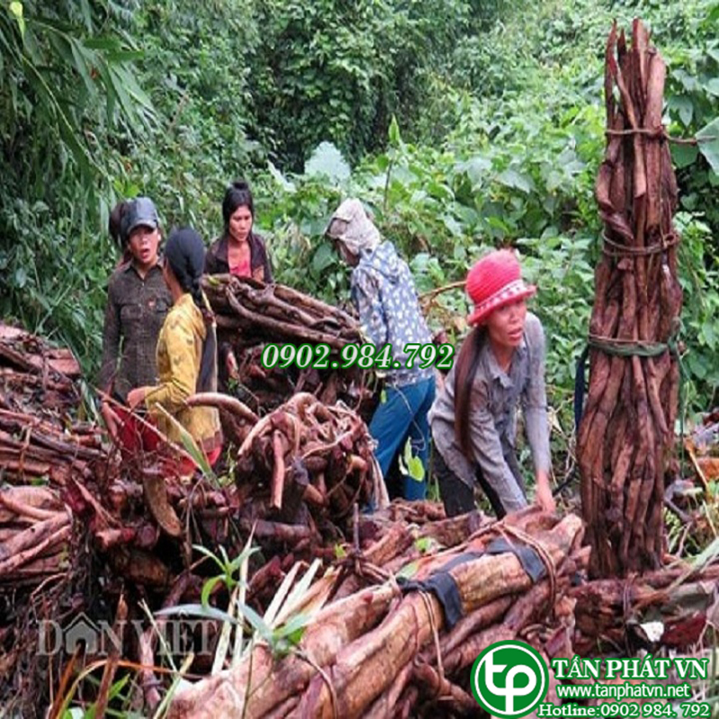 Cỏ máu tăng cân 1kg - Thảo Dược Tấn Phát