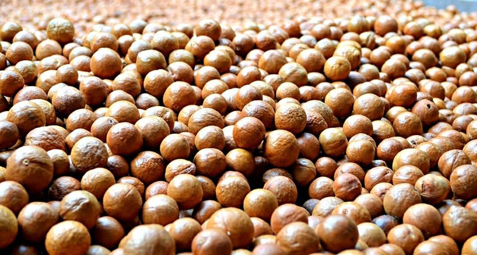 Hạt macca Lâm Đồng sấy nứt loại ngon