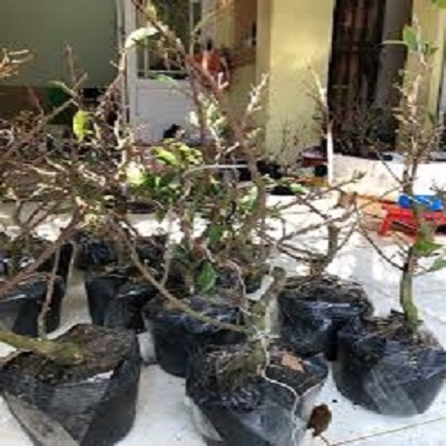 Mai vàng gốc quái dáng bonsai mini, đẹp giá rẻ - cây đẹp giá rẻ