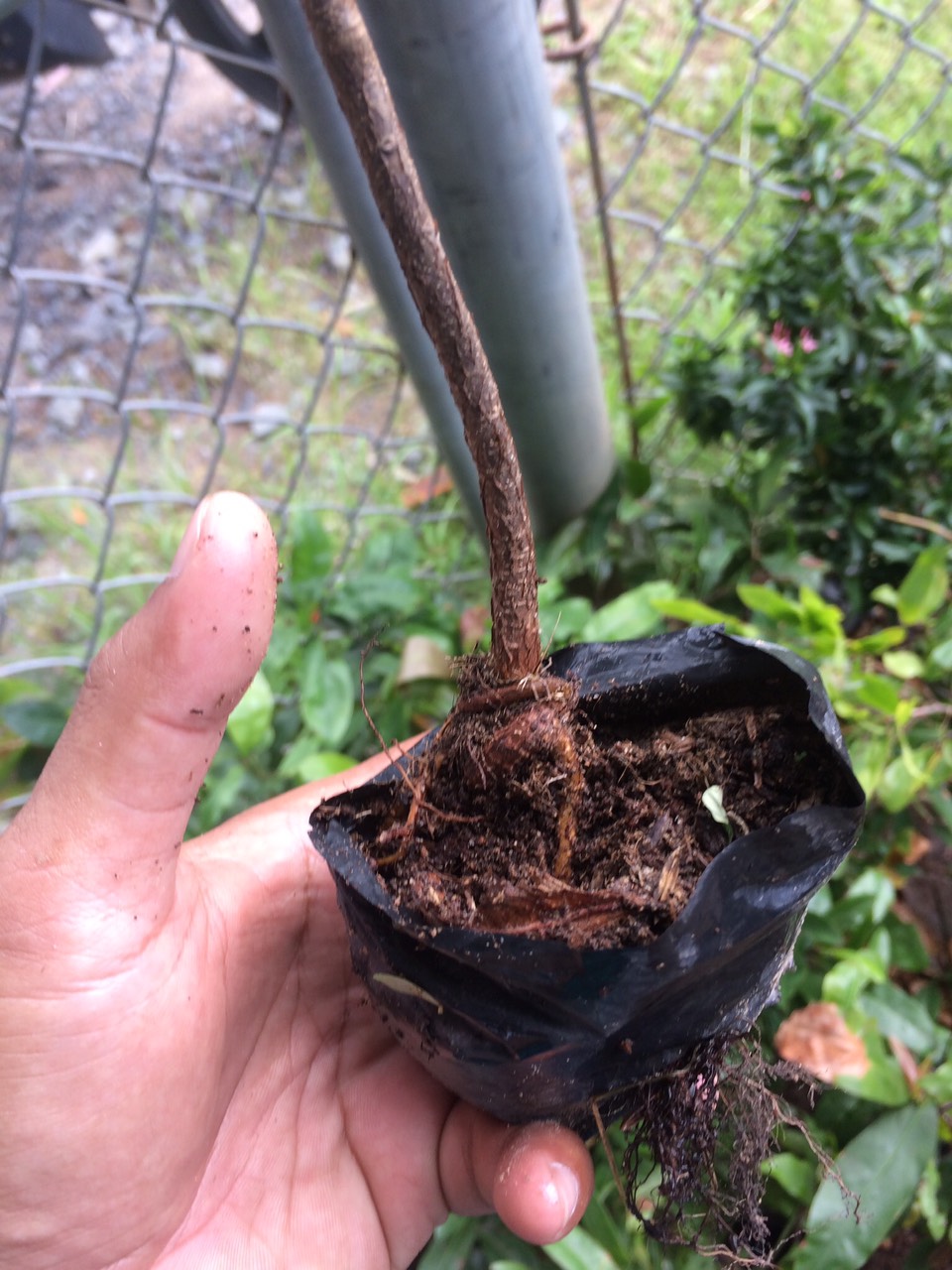 30 Cây Mai Vàng Con 5-8 Cánh Cao 25-30cm