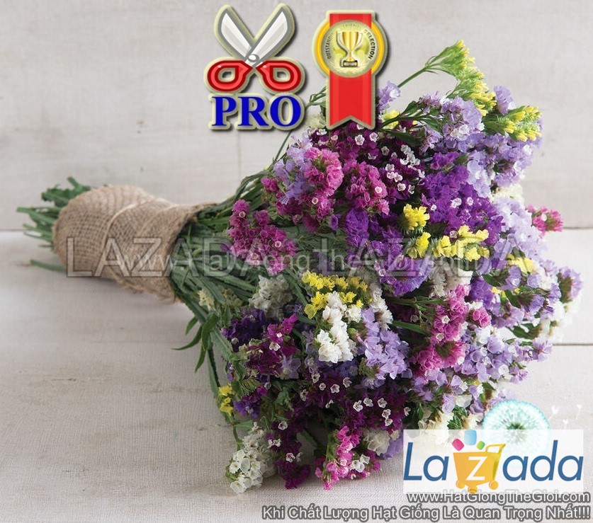 100h hạt giống hoa salem mix cắt cành tg90