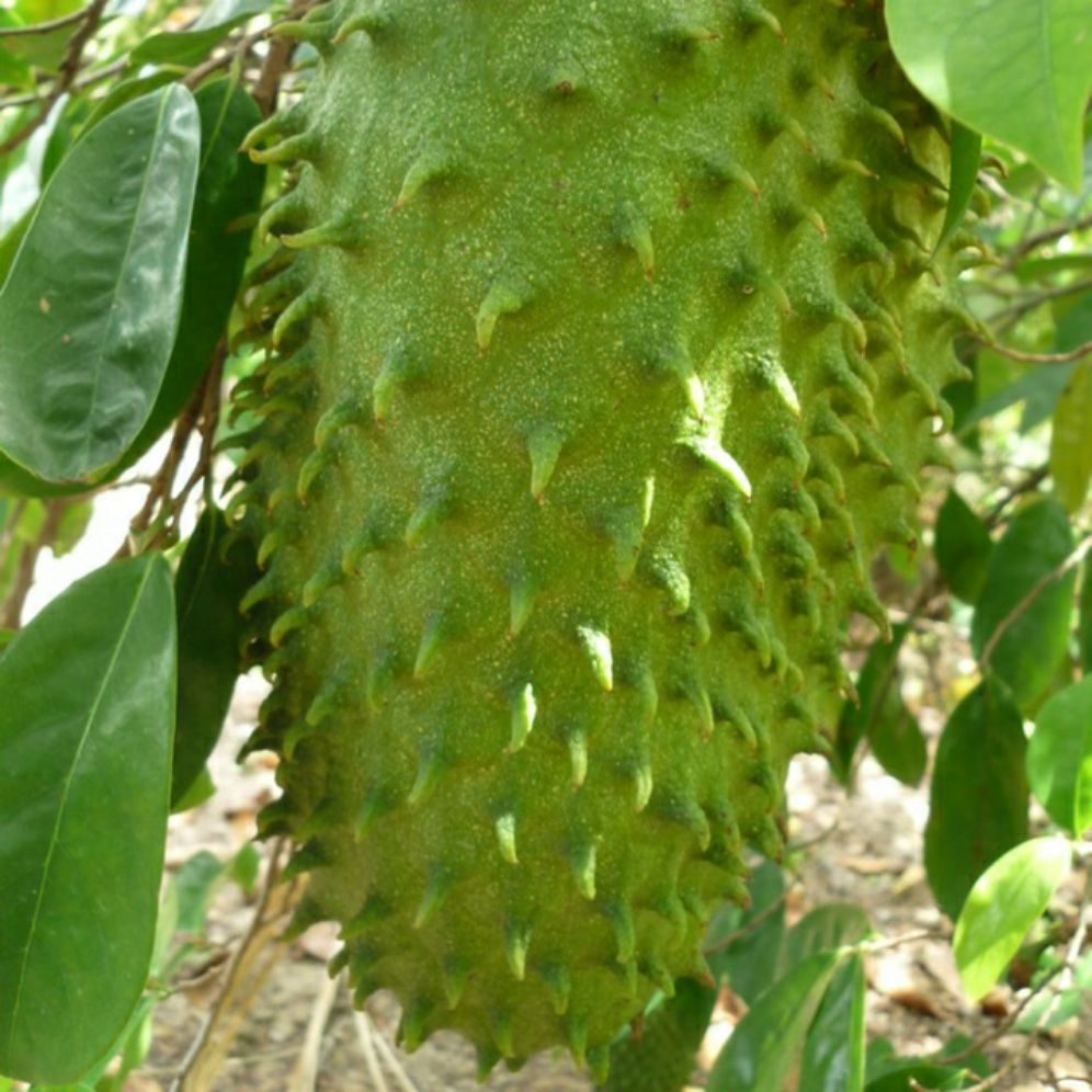 Cây mãng cầu xiêm, na gai siêu trái