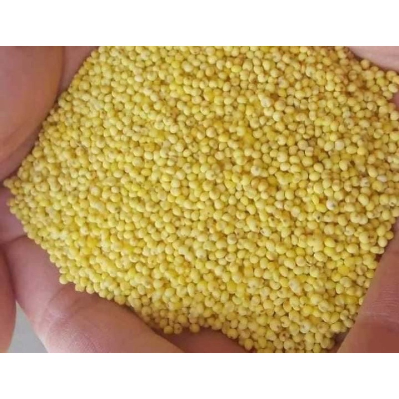 1kg Hạt kê nếp vàng Nghệ An (đã tách vỏ）