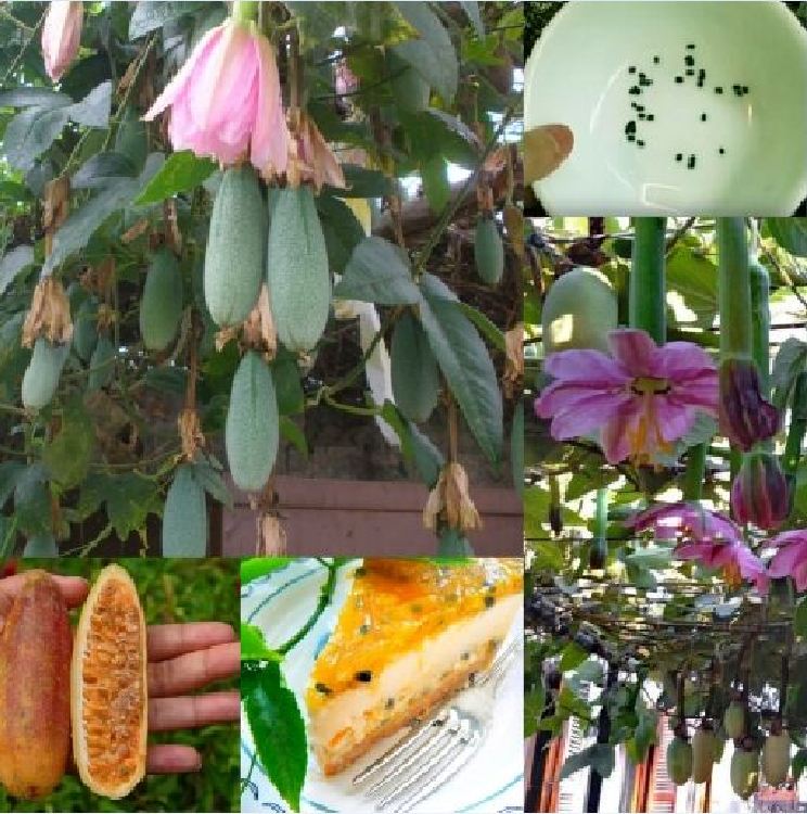 Hạt giống chanh leo chuối trái dài-tặng kèm phân bón