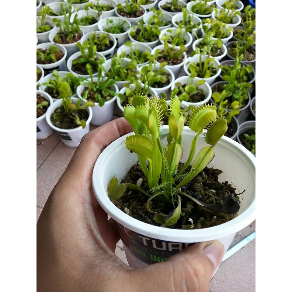 Hạt Giống Cây Bẫy Kẹp - 10 Hạt