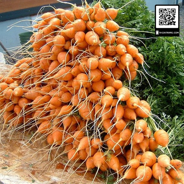 Hạt giống cà rốt củ tròn - Gói 1g
