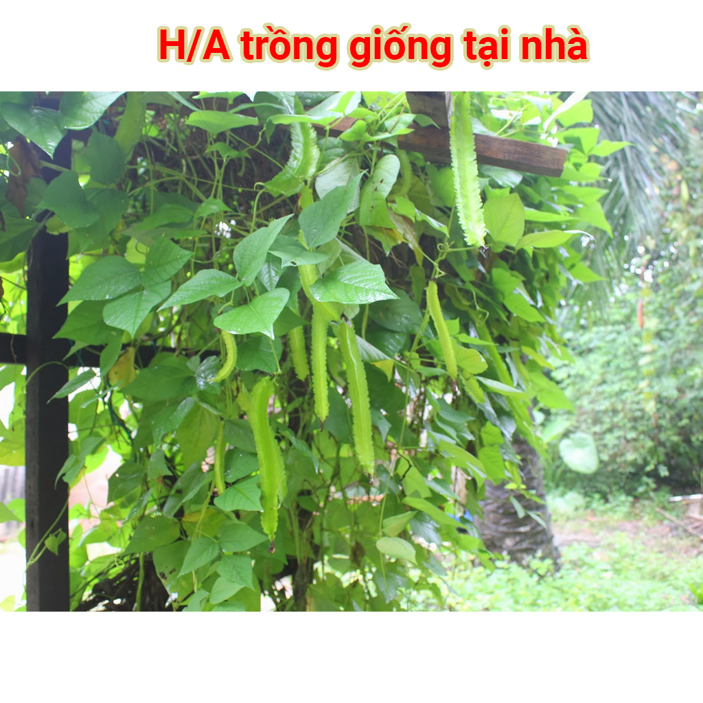 Hạt giống Đậu Rồng Tứ Quý – 20gram