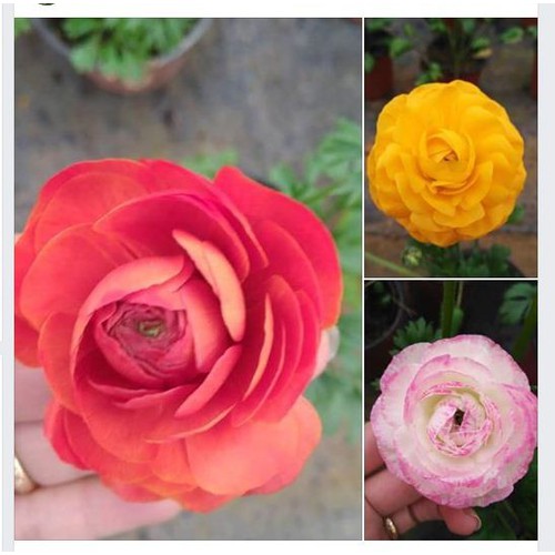 Combo 3 củ hoa hồng mao lương mix - mỗi củ tặng 1 viên nén kích thích ươm củ