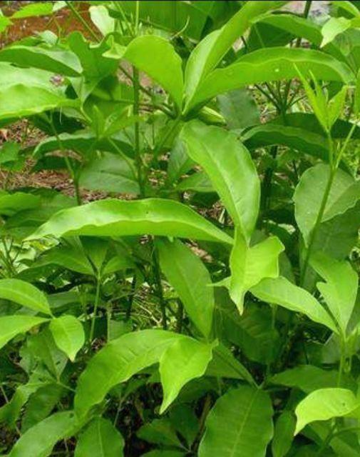 TRÀ - CHÈ ĐẮNG CAO BẰNG 200G
